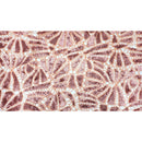 Ornate Lace Sequin Fabric | Blue Moon Fabrics